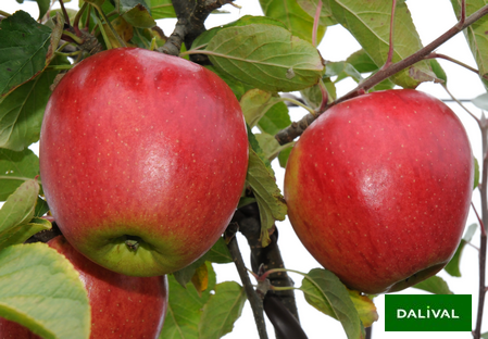 Variety - Apple - Apple tree - Dalival - NUVAR® NC2  STARDANCE®