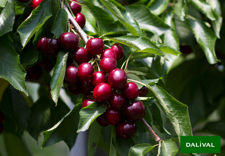 Variété – Cerise – Cerisier - Dalival – Sweet Gabriel