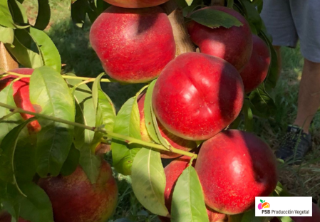 Variéty – Nectarine – Dalival – sidonia